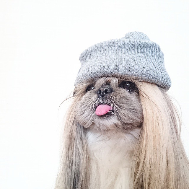 The-Dog-With-The-Most-Unique-Hairstyles-is-Taking-Over-the-Internet-10