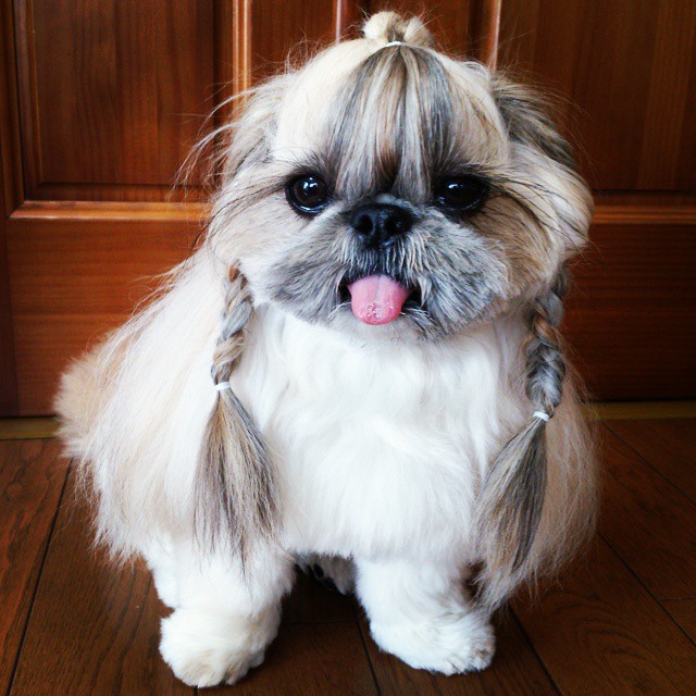 The-Dog-With-The-Most-Unique-Hairstyles-is-Taking-Over-the-Internet-11