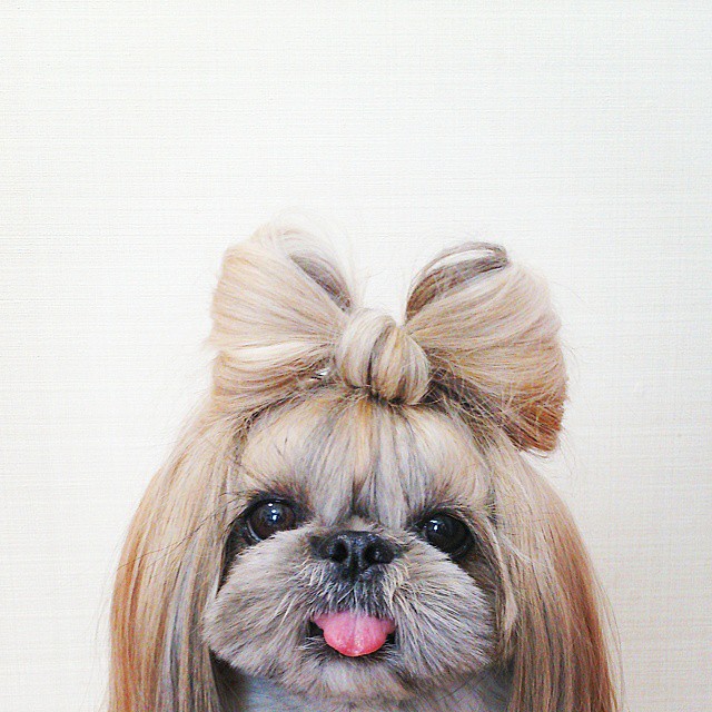 The-Dog-With-The-Most-Unique-Hairstyles-is-Taking-Over-the-Internet-2