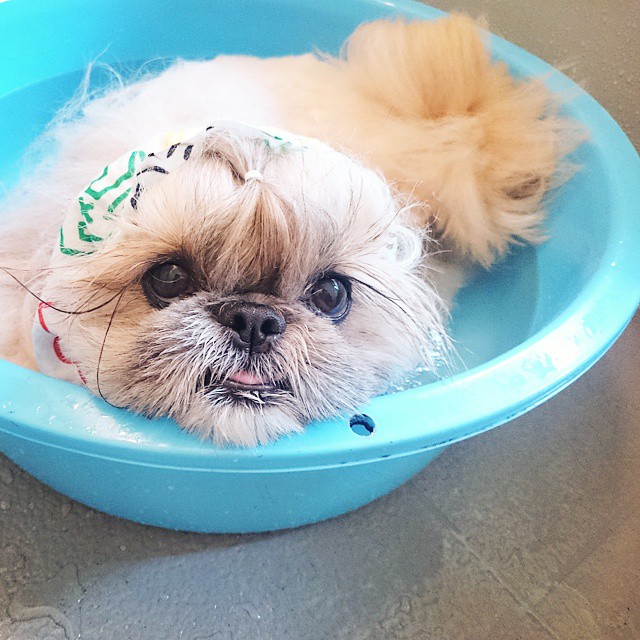 The-Dog-With-The-Most-Unique-Hairstyles-is-Taking-Over-the-Internet-5