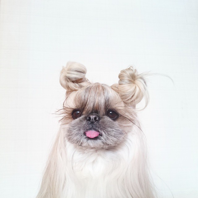 The-Dog-With-The-Most-Unique-Hairstyles-is-Taking-Over-the-Internet-7