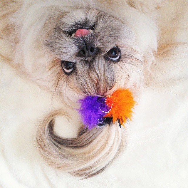 The-Dog-With-The-Most-Unique-Hairstyles-is-Taking-Over-the-Internet-8