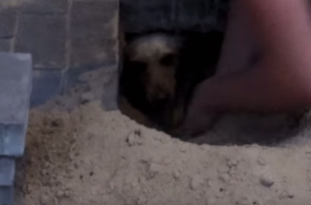 The-Pregnant-Dog-Buried-Alive-for-Days-Greets-Her-Rescuer-With-Kisses-And-Tail-Wags-2