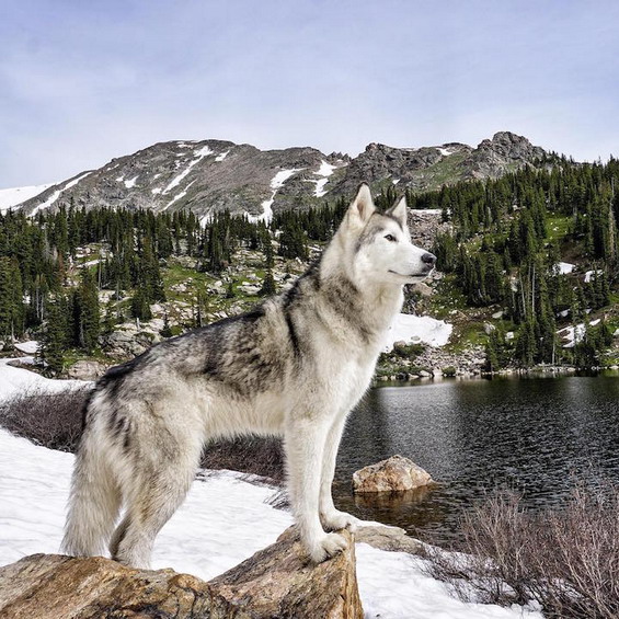 Wonderful-Photos-of-a-Man-Who-Has-Amazing-Traveling-Adventures-With-His-Dog-19