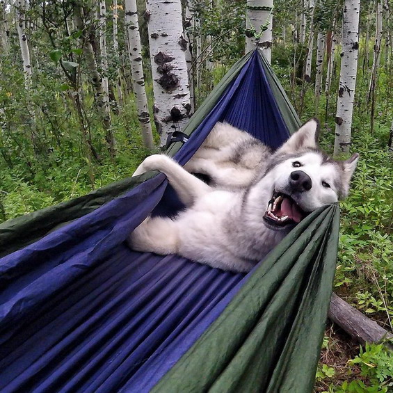 Wonderful-Photos-of-a-Man-Who-Has-Amazing-Traveling-Adventures-With-His-Dog-2