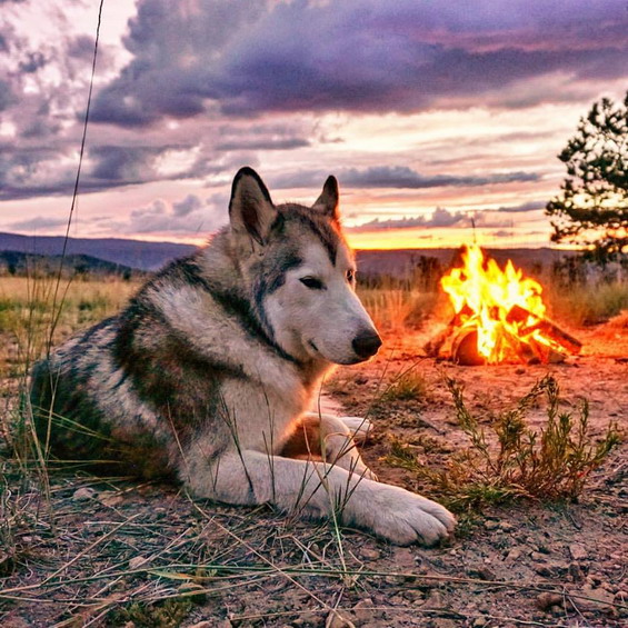 Wonderful-Photos-of-a-Man-Who-Has-Amazing-Traveling-Adventures-With-His-Dog-6