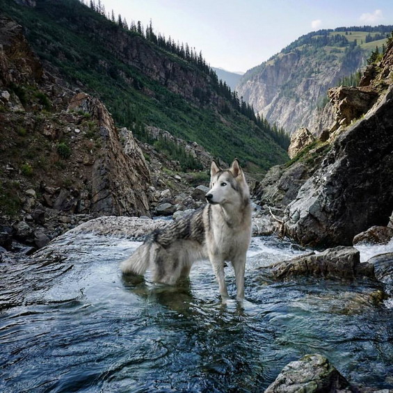 Wonderful-Photos-of-a-Man-Who-Has-Amazing-Traveling-Adventures-With-His-Dog-8