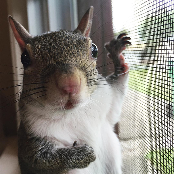 A-Squirrel-Rescued-From-a-Hurricane-is-The-Cutest-Family-Member-10