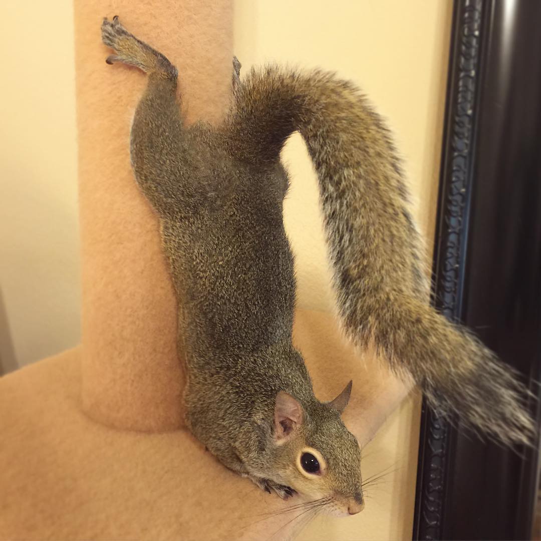 A-Squirrel-Rescued-From-a-Hurricane-is-The-Cutest-Family-Member-14