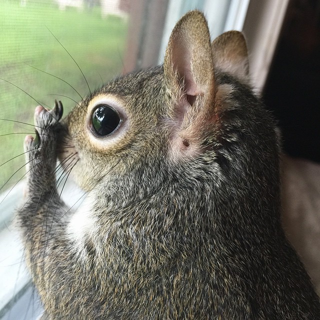A-Squirrel-Rescued-From-a-Hurricane-is-The-Cutest-Family-Member-15