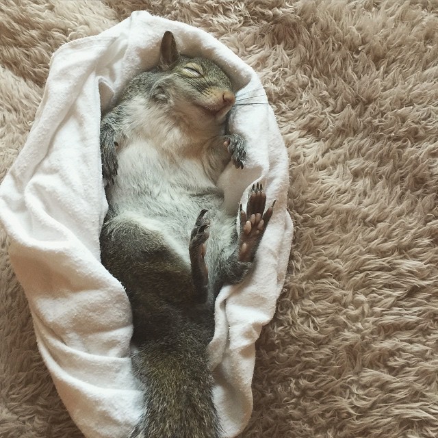 A-Squirrel-Rescued-From-a-Hurricane-is-The-Cutest-Family-Member-18