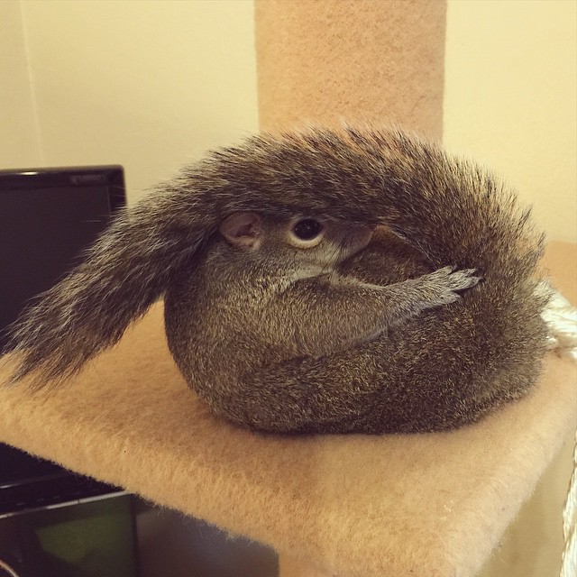 A-Squirrel-Rescued-From-a-Hurricane-is-The-Cutest-Family-Member-2