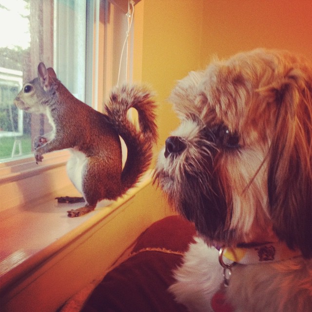 A-Squirrel-Rescued-From-a-Hurricane-is-The-Cutest-Family-Member-4