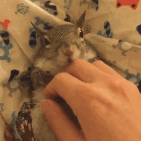 A-Squirrel-Rescued-From-a-Hurricane-is-The-Cutest-Family-Member-8