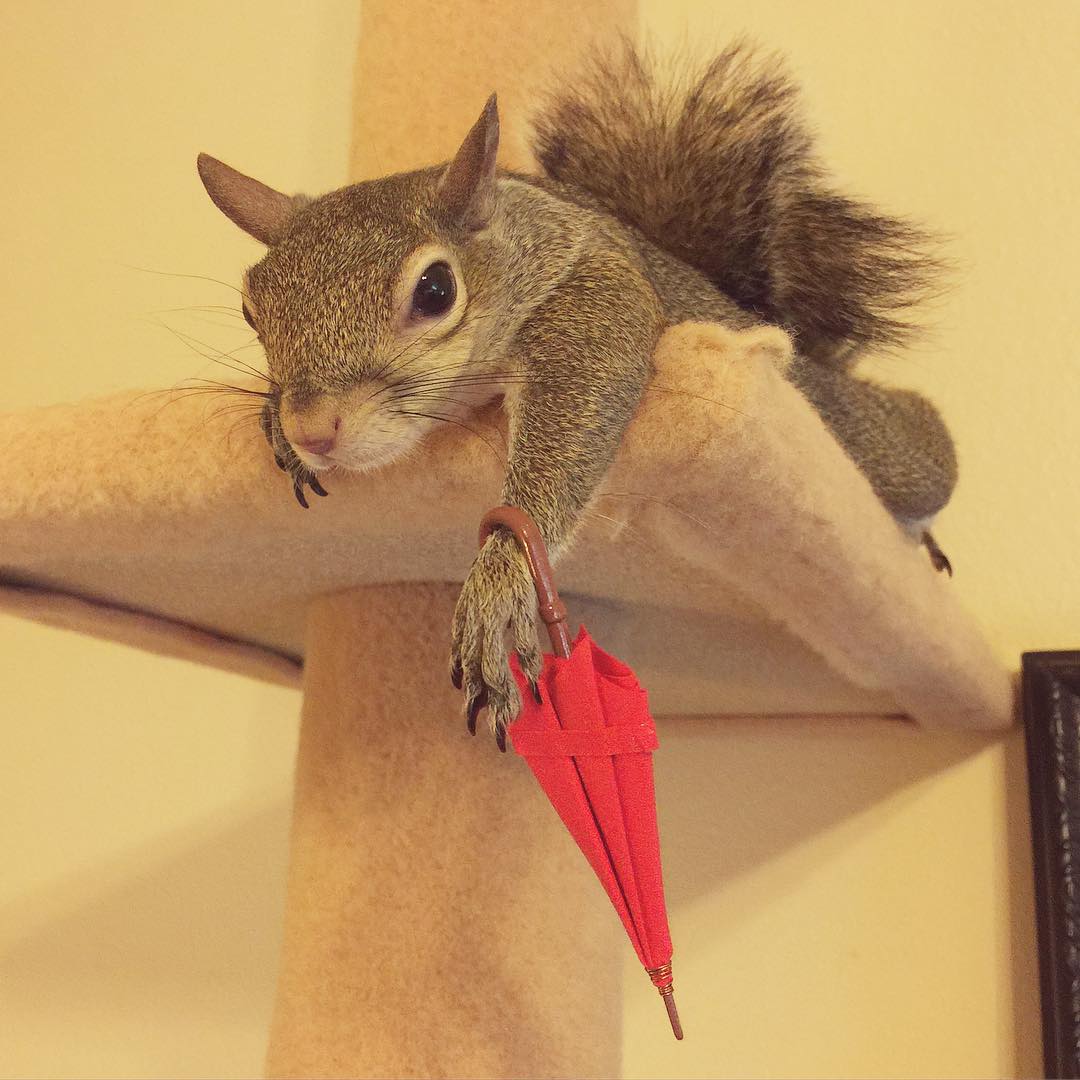 A-Squirrel-Rescued-From-a-Hurricane-is-The-Cutest-Family-Member-9
