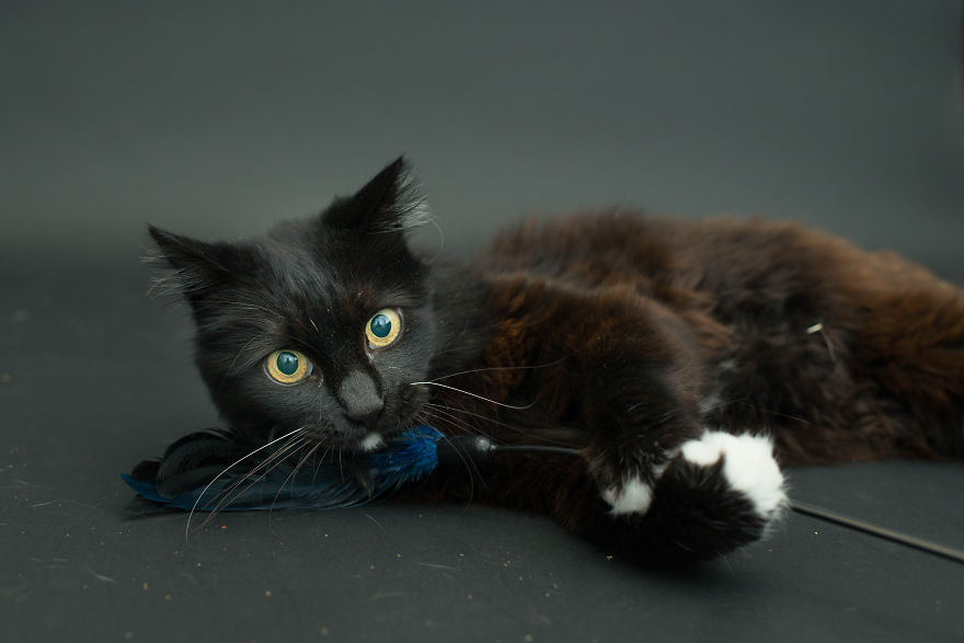 Black-Shelter-Cats-Are-The-Last-To-Get-Adopted-10