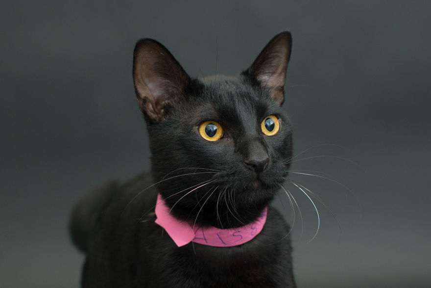 Black-Shelter-Cats-Are-The-Last-To-Get-Adopted-11