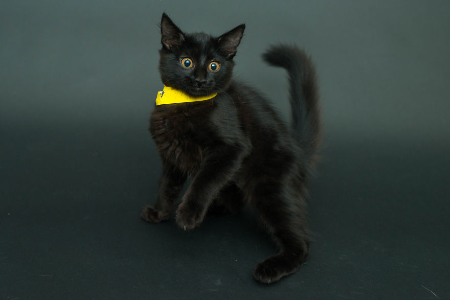 Black-Shelter-Cats-Are-The-Last-To-Get-Adopted-2