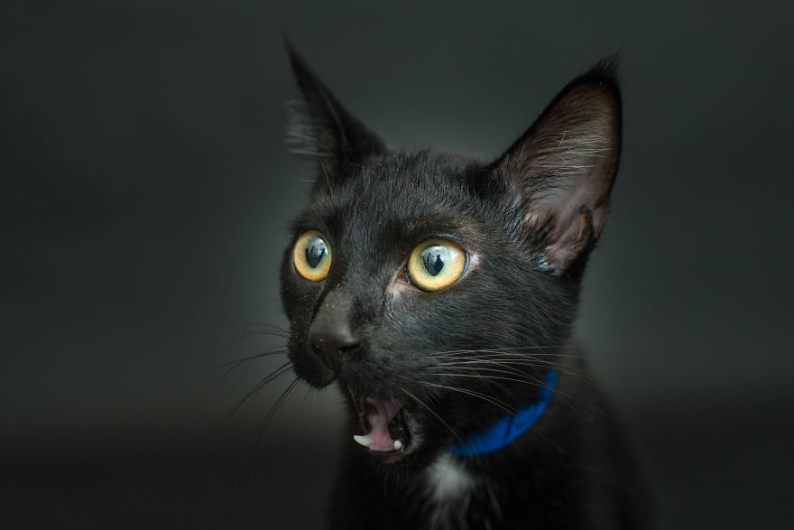 Black-Shelter-Cats-Are-The-Last-To-Get-Adopted-3