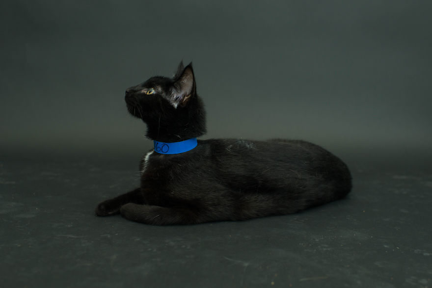 Black-Shelter-Cats-Are-The-Last-To-Get-Adopted-5