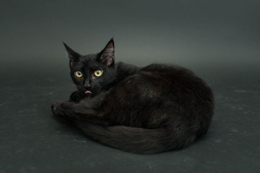 Black-Shelter-Cats-Are-The-Last-To-Get-Adopted-7