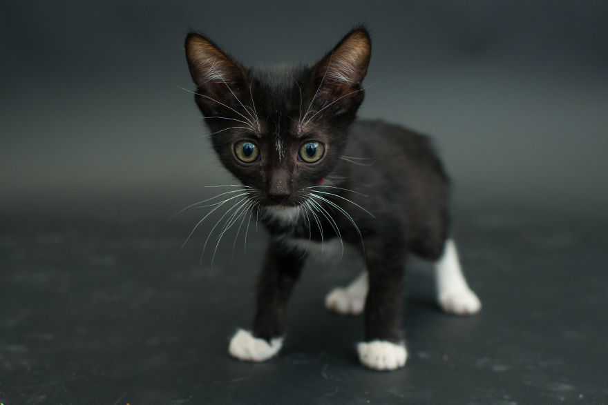 Black-Shelter-Cats-Are-The-Last-To-Get-Adopted-8