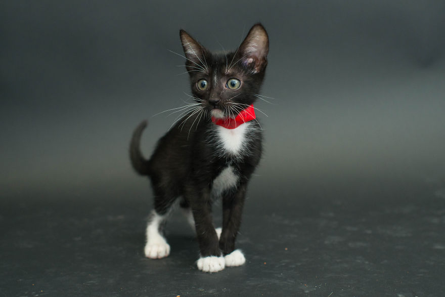 Black-Shelter-Cats-Are-The-Last-To-Get-Adopted-9