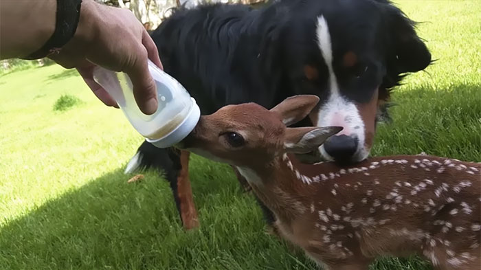 Cute-Baby-Deer-Refuses-To-Leave-The-Human-Who-Saved-Her-Life-1