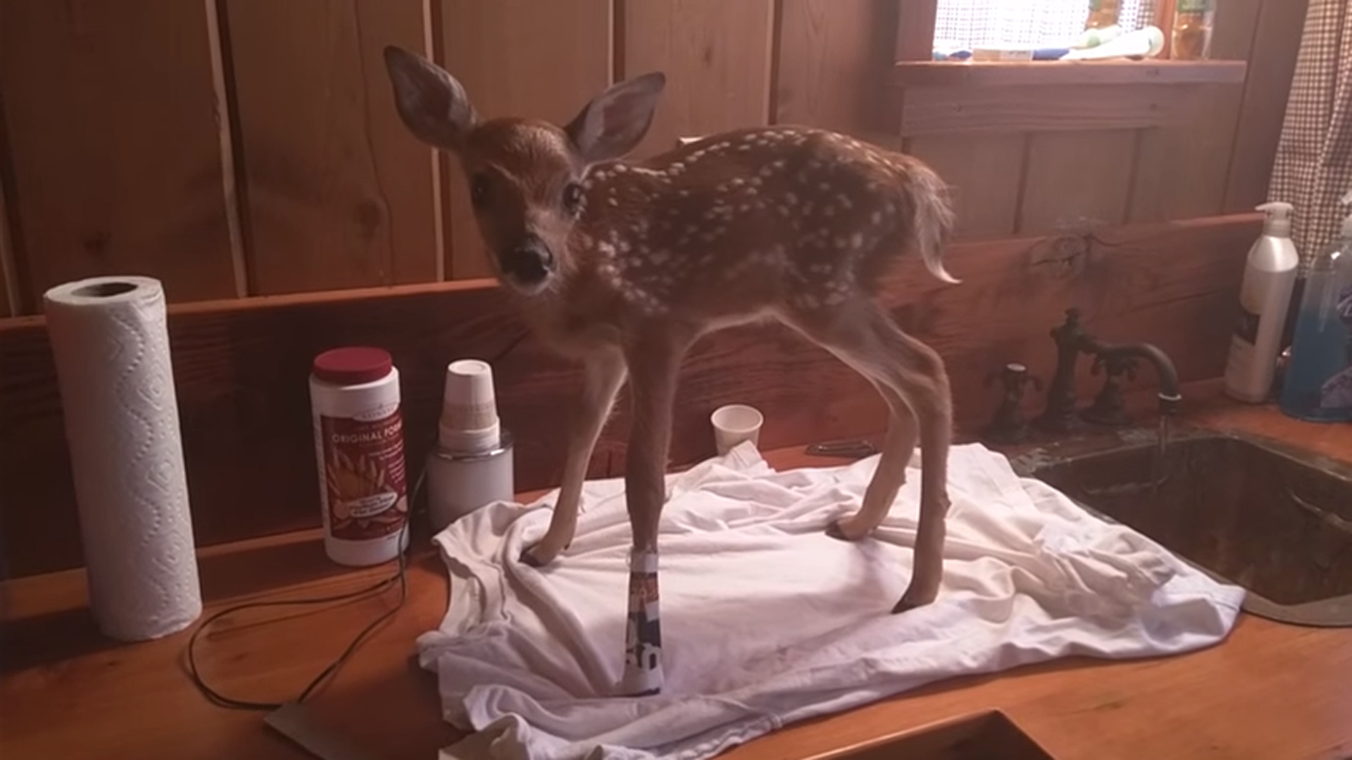 Cute-Baby-Deer-Refuses-To-Leave-The-Human-Who-Saved-Her-Life-2