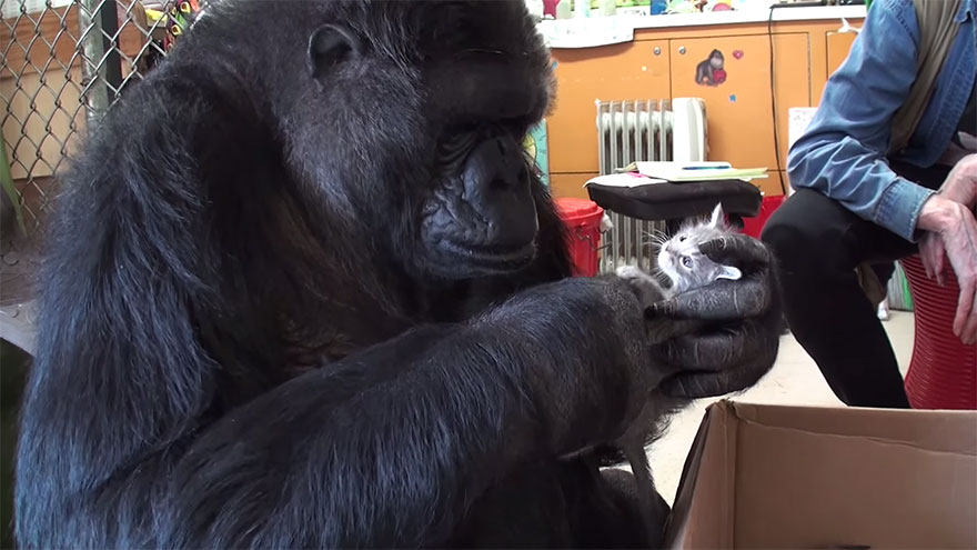Koko-The-Gorilla-Adopted-2-Kittens-1