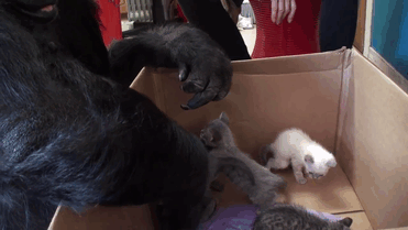 Koko-The-Gorilla-Adopted-2-Kittens-2