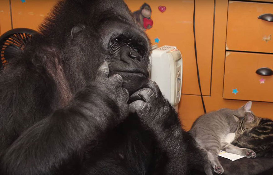 Koko-The-Gorilla-Adopted-2-Kittens-3