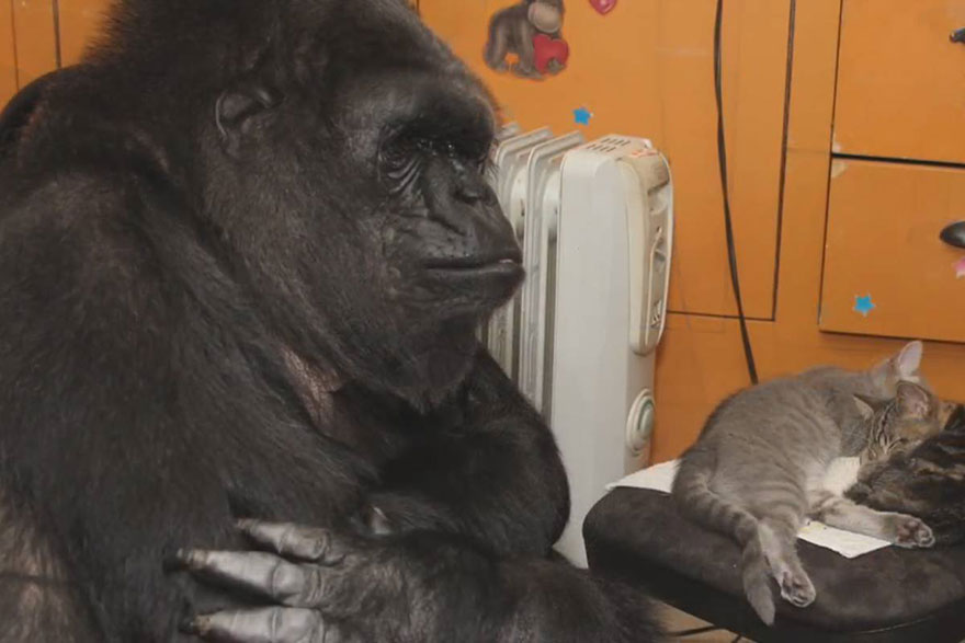 Koko-The-Gorilla-Adopted-2-Kittens-4