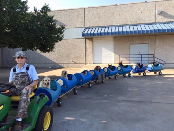 The-80-Year-Old-Man-Built-a-Train-For-The-Rescued-Stray-Dogs-1
