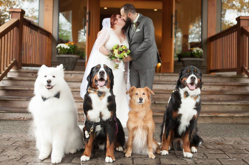 4-Dogs-Were-the-Stars-at-Their-Owners-Wedding-1