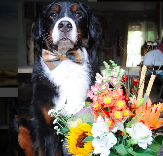 4-Dogs-Were-the-Stars-at-Their-Owners-Wedding-3