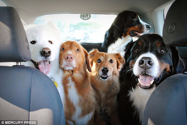 4-Dogs-Were-the-Stars-at-Their-Owners-Wedding-8
