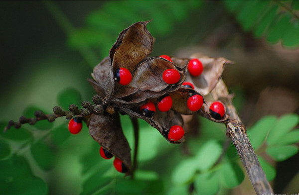 5-of-the-World's-Deadliest-Plants-and-How-They-Kill-You-2