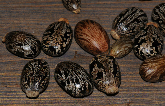 5-of-the-World's-Deadliest-Plants-and-How-They-Kill-You-5