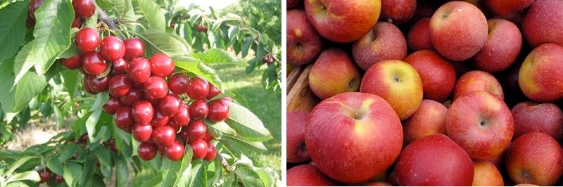 6-Poisonous-Foods-We-All-Love-to-Eat-1