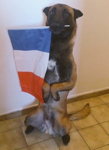 #JeSuisChien-is-Going-Viral-In-Honor-Of-a-Dog-Killed-During-France-Raid-3