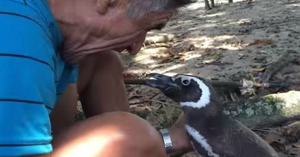 This-Penguin-Walks-Thousands-of-Miles-Each-Year-to-Visit-His-Rescuer-1