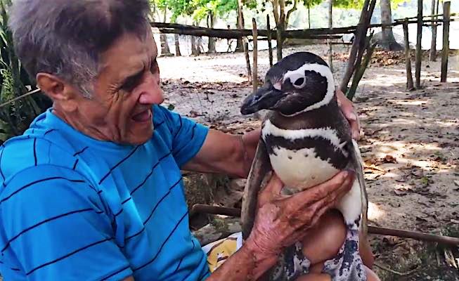 This-Penguin-Walks-Thousands-of-Miles-Each-Year-to-Visit-His-Rescuer-2