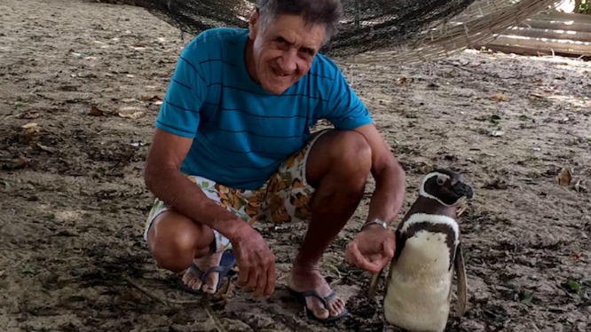 This-Penguin-Walks-Thousands-of-Miles-Each-Year-to-Visit-His-Rescuer-4