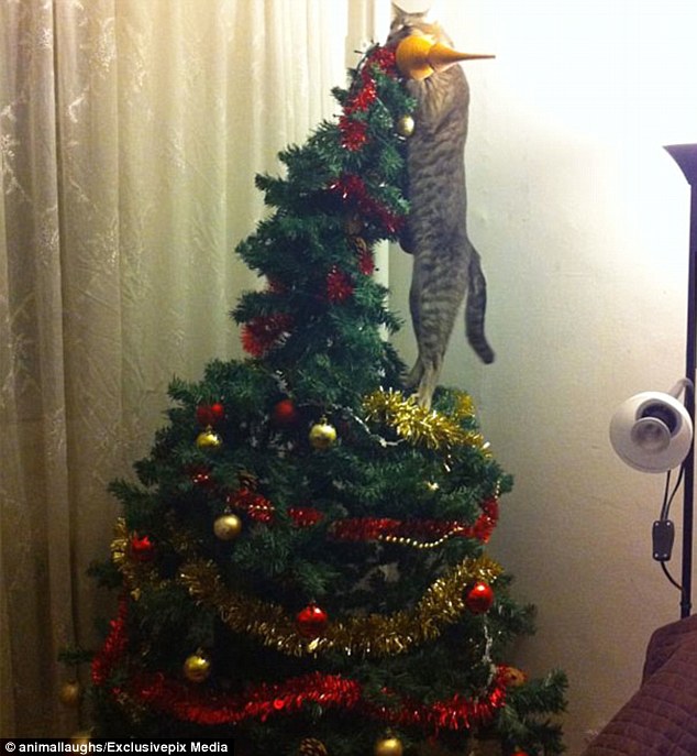 Cats-Dogs-and-Their-Biggest-Enemy-The Christmas-Tree-1