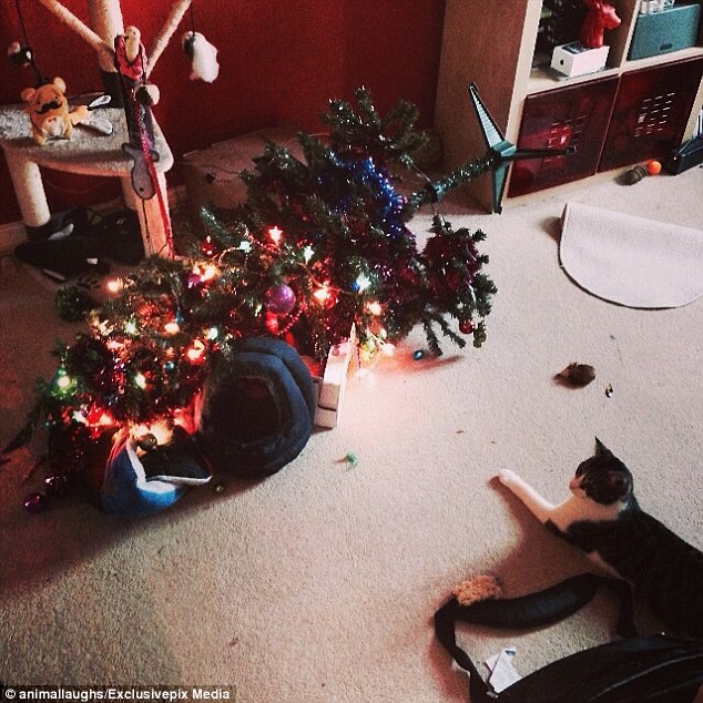Cats-Dogs-and-Their-Biggest-Enemy-The Christmas-Tree-2
