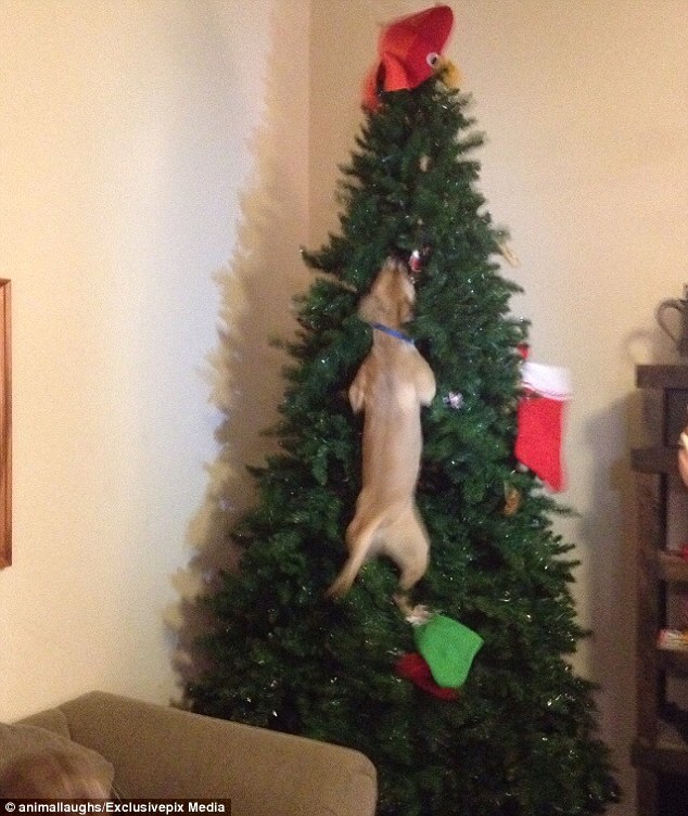 Cats-Dogs-and-Their-Biggest-Enemy-The Christmas-Tree-3