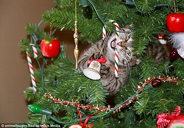 Cats-Dogs-and-Their-Biggest-Enemy-The Christmas-Tree-4