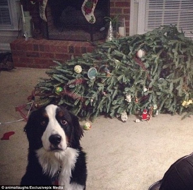 Cats-Dogs-and-Their-Biggest-Enemy-The Christmas-Tree-5