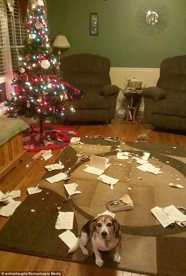 Cats-Dogs-and-Their-Biggest-Enemy-The Christmas-Tree-6